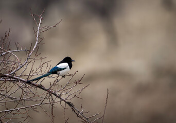 Magpie (pica pica) perched on a twig