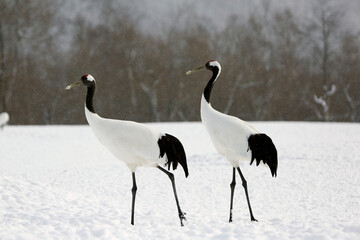 Red crowned cranes in snow