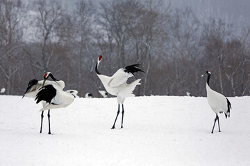 Red crowned cranes