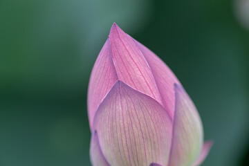 蓮のつぼみをマクロレンズで撮影