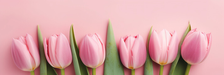 Many beautiful pink tulips on pink background, Generative AI
