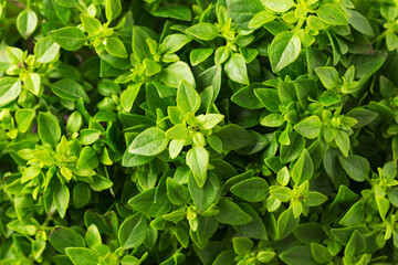 Fototapeta na wymiar Fresh green basil leaves background. Healthy eating concept. Organic food. Macro with shallow dof.
