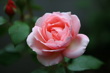 A close up of a beautiful pink rose, Generative AI