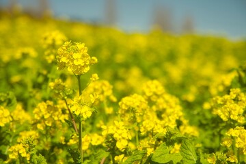 菜の花
