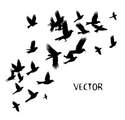 A flock of flying birds. Vector illustration