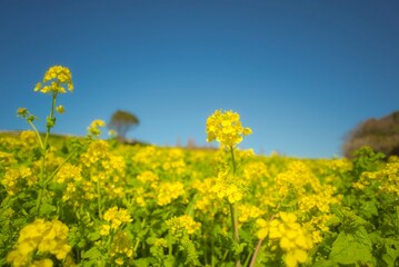 Obraz premium 菜の花 
