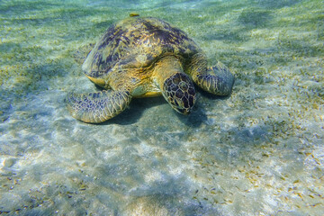 green sea turtle eating seagrass at the seabed in clear water