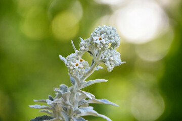 ブッドレア シルバーアニバーサリー