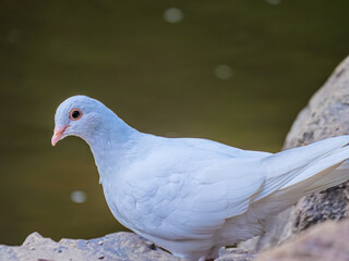 White Dove Side