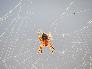Wolf Spider From Below