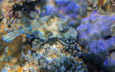 white spotted puffer fish hovering over blue round corals in the red sea during diving