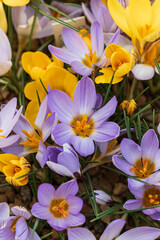 An orange-purple crocus petal with an orange-yellow stamen has opened. Petal multicolored. The inside of crocuss petal  is orange from the bottom and white-violet striped on the top.