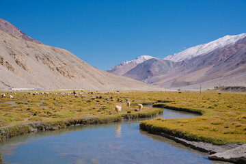 sheep in the grassland, beautiful landscape with surrounding mountains and blue sky.  Beautiful scenery on the way to pangong lake, Leh, Ladakh, Jammu and Kashmir, India