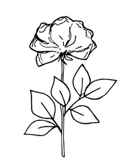 Simple black outline vector drawing. Rose with leaves and stem. Flower, ink sketch. Garden plants, greenhouse.