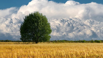 Agricultural crop field at sunset. Lonely tree in a field of wheat. Colorful evening clouds. Country landscape.