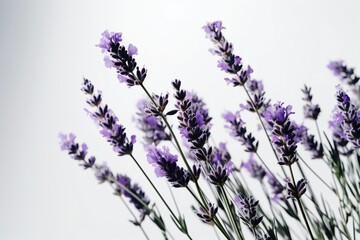 AI Generative Lavender Dreams Capturing Simplicity through Minimalism Photography