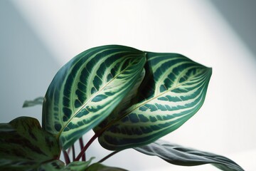 AI Generative Quiet Beauty Capturing the Simple Elegance of the Prayer Plant