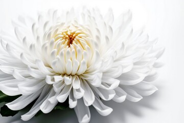 Obraz premium AI Generative Serene Beauty in Simplistic Form A White Chrysanthemum