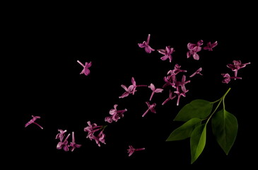 Obraz na płótnie Canvas Purple lilac flowers, twig with green leaves, Syringa Vulgaris isolated on black, clipping path