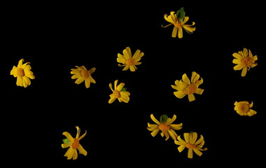 Yellow Chamomile, pattern flowers isolated on black, texture, top view