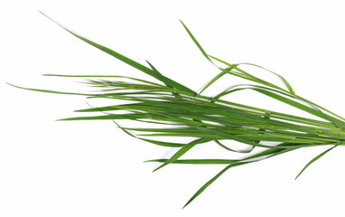 Sod of green grass in spring isolated on white, top view