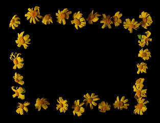 Yellow chamomile, frame flowers isolated on black, texture, top view