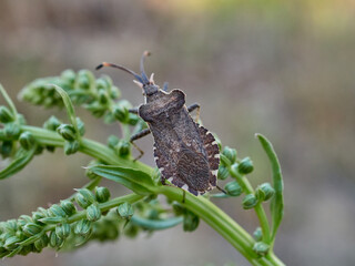 Bugs insect in a natural environment. Enoplops bos
