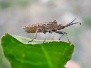 Fototapeta premium Bugs insect in a natural environment. Enoplops bos 