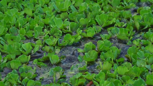 catfish eat food in pond from feeding in rural
