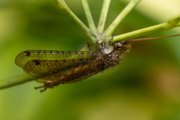 close up of a flying  insect nesting
