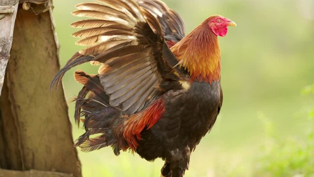 Portrait of Cockfighting Rooster, Dominance, Pride, and Winning Spirit, asian