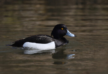 Tufted duck