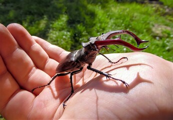 Beetle stag in children's palms on the background of a green lawn