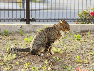 A cat sitting on the ground in the park is about to poop