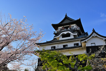 桜咲く犬山城　愛知県