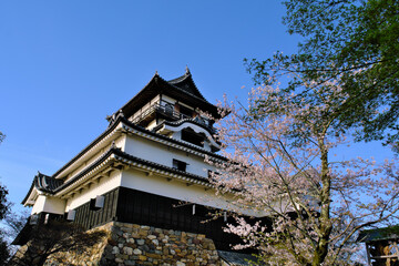 桜咲く犬山城　愛知県