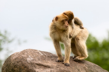 Two Monkeys, with One Carrying the Other on Its Back