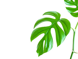 Mini Monstera indoor plant on white background and space for text