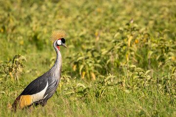 Portrait of Grey crowned crane ( Balearica regulorum), african bird with crown of stiff golden feathers, Amboseli National Park, Kenya