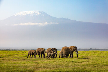 Mount Kilimanjaro with a herd of elephants walking across the foreground. Amboseli national park,...