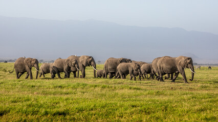 Fototapeta na wymiar Herd of elephants walking across the foreground. Amboseli national park, Kenya.