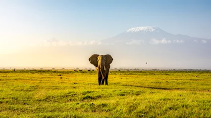Papier Peint photo autocollant Kilimandjaro Mount Kilimanjaro with an elephant walking across the foreground. Amboseli national park, Kenya.