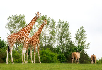 Giraffes and Common Elands Grazing © Rolf