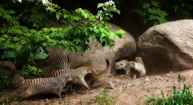 A Group of Banded Mongooses Eagerly Defending Their Territory
