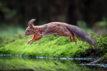 Red Squirrel (Sciurus vulgaris) jumping over the water in the forest of Noord Brabant in the Netherlands.

