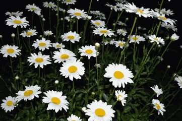 Daisies are large white blooming in the field at night.