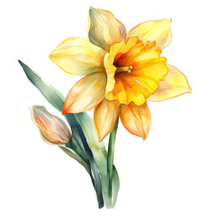 Daffodil watercolor transparent background, Generative AI