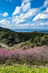 八重岳桜まつり