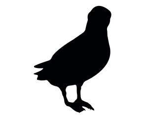 Vector flat puffin silhouette isolated on white background