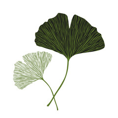 Ginkgo leaves illustration isolated on white background